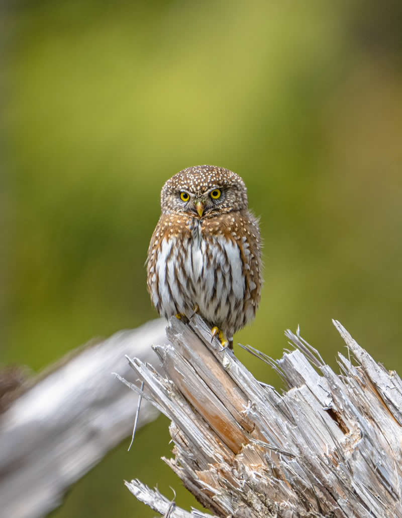 Northern pygmy owl by CheeYong - Best Photos of 2025 by DP Review Photo Challenge