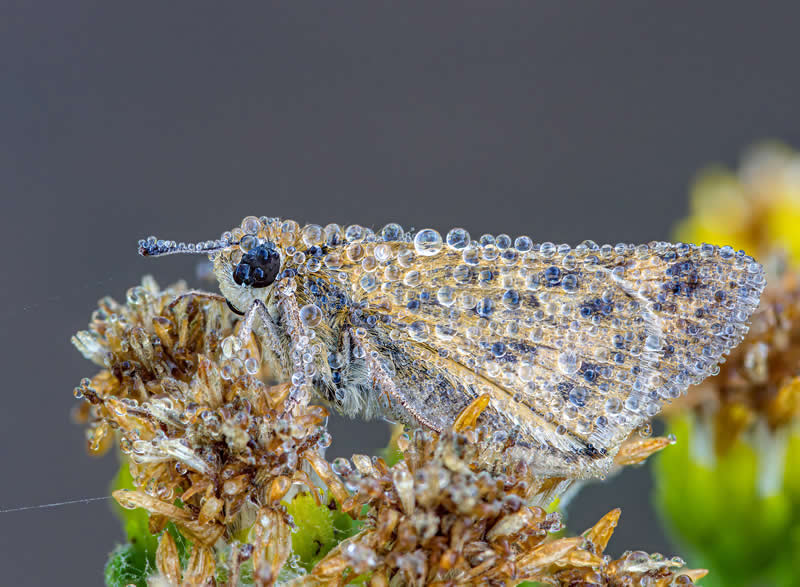 Fiery Skipper in morning dew by Bmark - Best Photos of 2025 by DP Review Photo Challenge