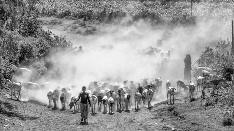 The little shepherd(ess) by Emile15 - Best Photos of 2025 by DP Review Photo Challenge