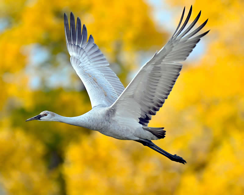 Sandhill crane flying next to cottonwood trees in new mexico by Emadrisss - Best Photos of 2025 by DP Review Photo Challenge
