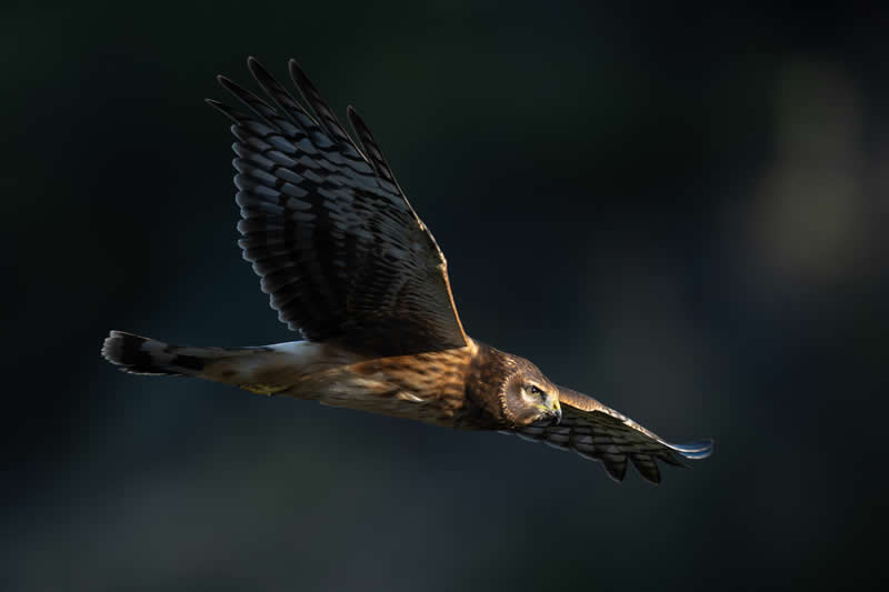 Prowler by Bill Ferris - Best Photos of 2025 by DP Review Photo Challenge