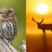 Wild owl and stag in golden light