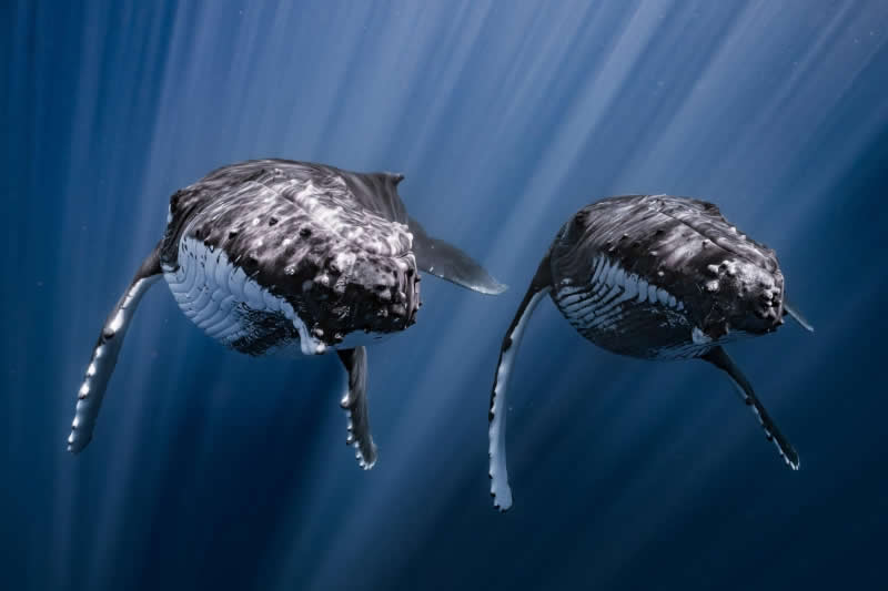 DPG Grand Master Winner - Synchronized Humpback Whales by Yuka Takahashi, Japan, Location: Mo&rsquo;orea, French Polynesia - 2025 DPG Masters Underwater Imaging Competition Winners