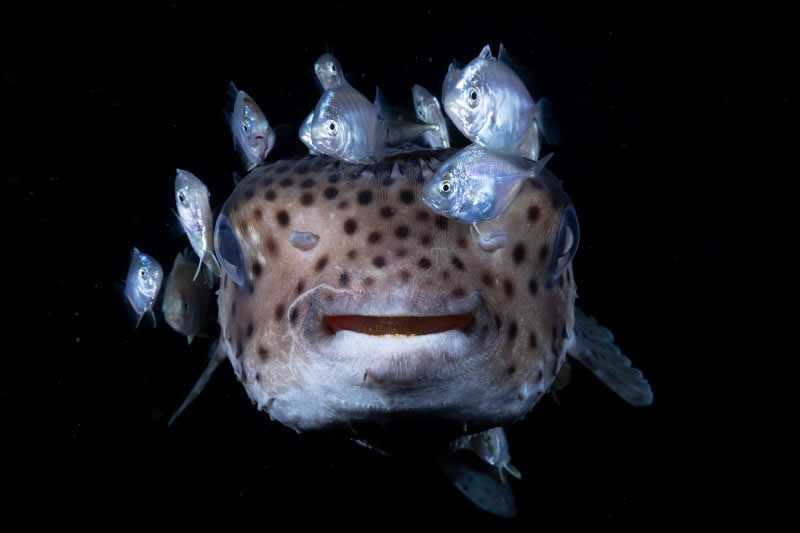 Traditional - Honorable Mention: Alternative Refuge by Keigo Kawamura, Japan, Location: Ose, Japan - 2025 DPG Masters Underwater Imaging Competition Winners