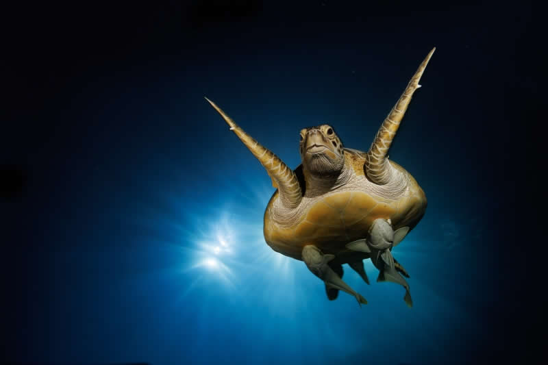 Traditional - Bronze: Showrunner at Night by Andi Voeltz, Germany, Location: Red Sea, Egypt - 2025 DPG Masters Underwater Imaging Competition Winners