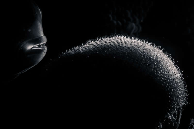 Macro - Bronze: Nurse by R&oacute;me&oacute; Bodolai, Hungary, Location: Anilao, Batangas, Philippines - 2025 DPG Masters Underwater Imaging Competition Winners