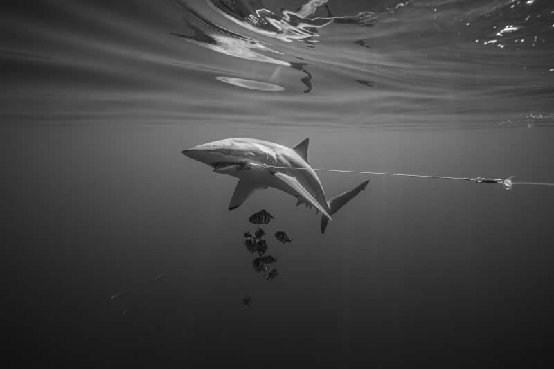 Conservation - Silver: Entangled Fates by Daniel Taylor, Mexico, Location: Baja California Sur, Mexico - 2025 DPG Masters Underwater Imaging Competition Winners