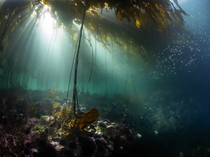 Portfolio - Bronze: Kelp Forests of Juan de Fuca by Jeffrey Martel, United States, Location: Port Angeles, Washington, USA - 2025 DPG Masters Underwater Imaging Competition Winners