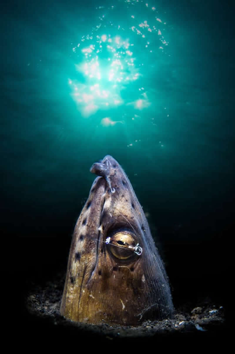 Unrestricted - Gold: Even Eyes Deserve a Spa Day by Karyll Gonzalez, United States, Location: Lembeh Strait, Indonesia - 2025 DPG Masters Underwater Imaging Competition Winners