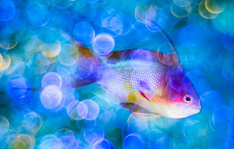 Unrestricted - Bronze: Glimmering Depths by Catherine Holmes, United Kingdom, Location: Red Sea, Egypt - 2025 DPG Masters Underwater Imaging Competition Winners