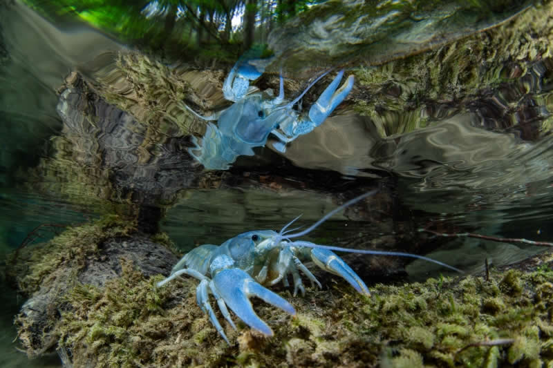 Cold Water - Gold: Blue Crayfish by Francesco Visintin, Italy, Location: Tuscany, Italy - 2025 DPG Masters Underwater Imaging Competition Winners