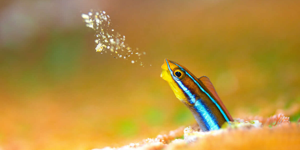 2025 DPG Masters Underwater Imaging Competition Winners