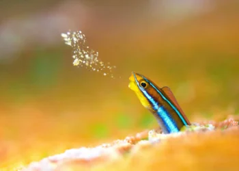 dpg masters underwater imaging competition 2025 winners