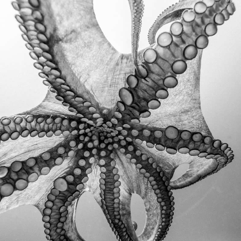 Silver: Octopus hugh by Xaime Beiro - 2025 One Exposure Awards Underwater Winners