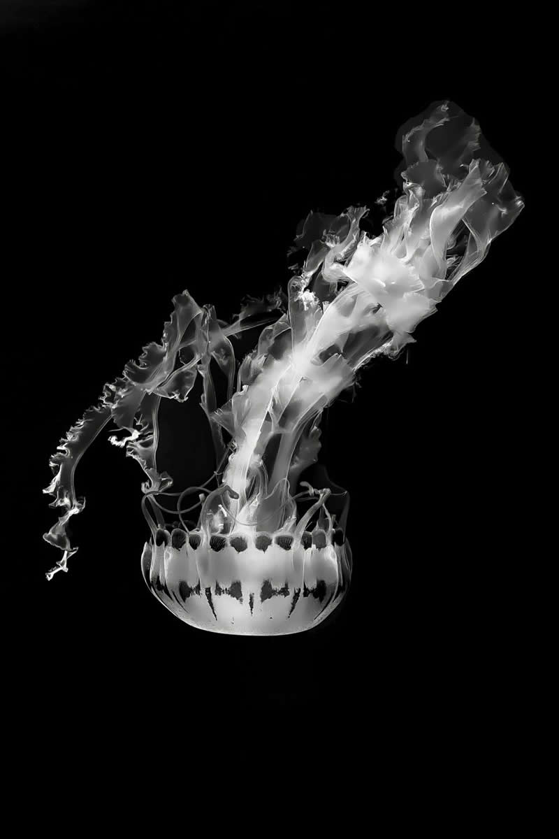 Drifters in Monochrome by Christina Ford - 2025 One Exposure Awards Underwater Winners