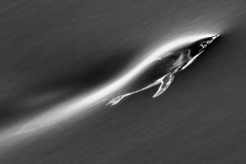 Flying in the water by Risto Raunio - 2025 One Exposure Awards Underwater Winners