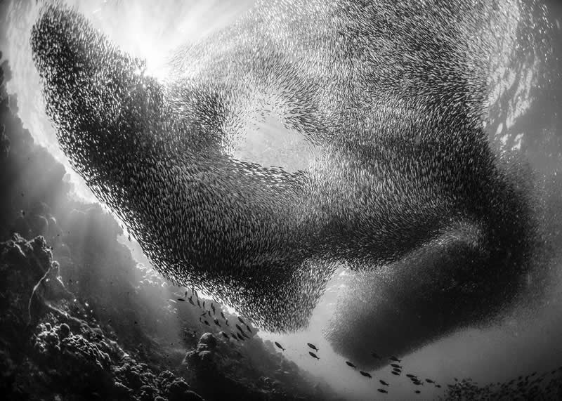 The Cloud by Giacomo Marchione - 2025 One Exposure Awards Underwater Winners