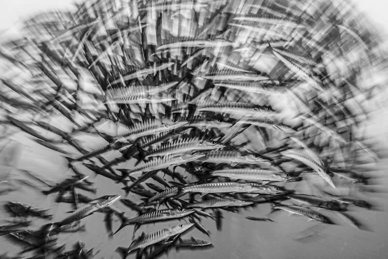 Barracuda Shards by Catherine Holmes - 2025 One Exposure Awards Underwater Winners
