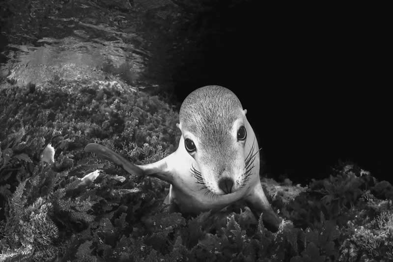 Sea Puppy Gaze by Remuna Beca - 2025 One Exposure Awards Underwater Winners