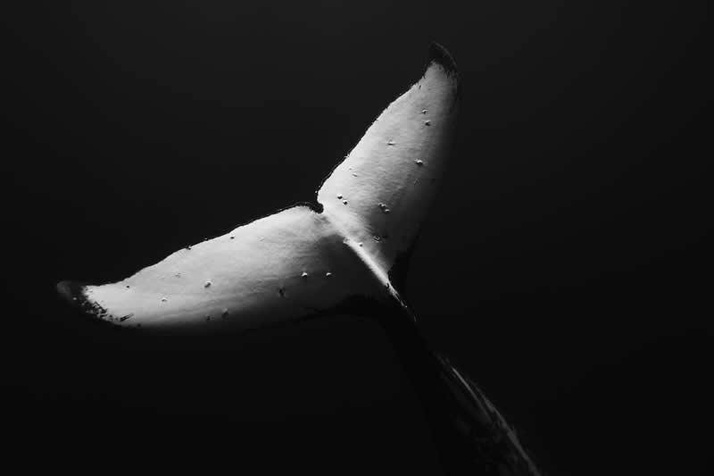 Whale Tail Under the Surface by Joaquin Fregoni - 2025 One Exposure Awards Underwater Winners
