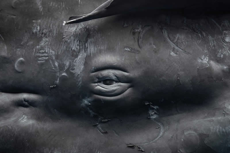 Deep Window by Jonathan Allen - 2025 One Exposure Awards Underwater Winners