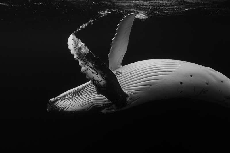 Scratching the Surface by Sofia Viegas - 2025 One Exposure Awards Underwater Winners