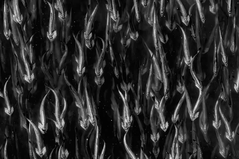 Alien Anchovies by Jodi Frediani - 2025 One Exposure Awards Underwater Winners