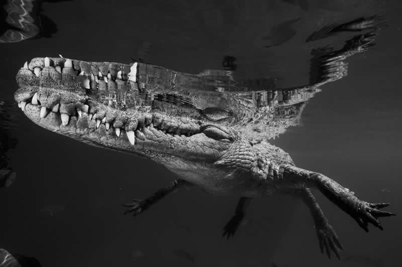 Lurking danger by Catherine Holmes - 2025 One Exposure Awards Underwater Winners