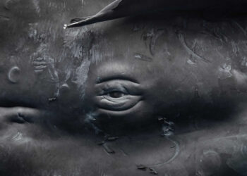 2025 One Exposure Awards Underwater Winners