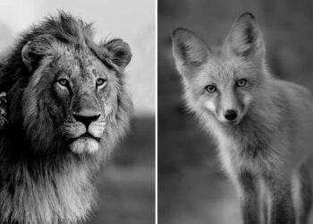 Black and White Wildlife Portraits from the 2025 One Exposure Awards