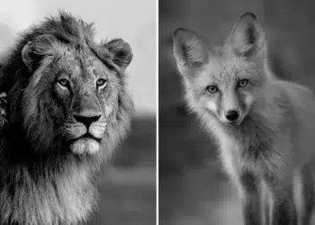 Black and white wildlife portraits of a lion and a fox