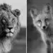Black and white wildlife portraits of a lion and a fox