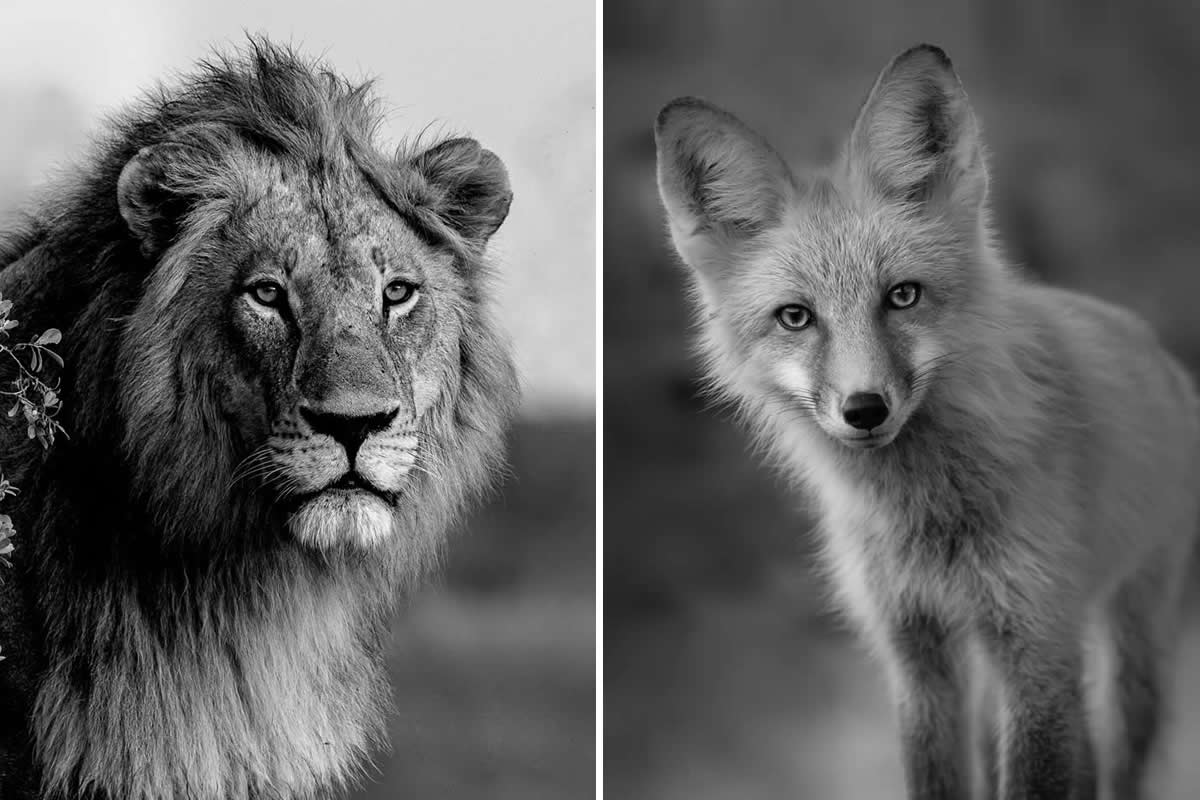 27 Majestic Black & White Wildlife Portraits from the 2025 One Exposure Awards