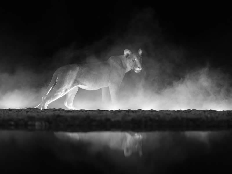 2nd Place Winner: Crowned in Dust and Shadow by Mark Fernley - Black and White Photography of Nature One Exposure Awards