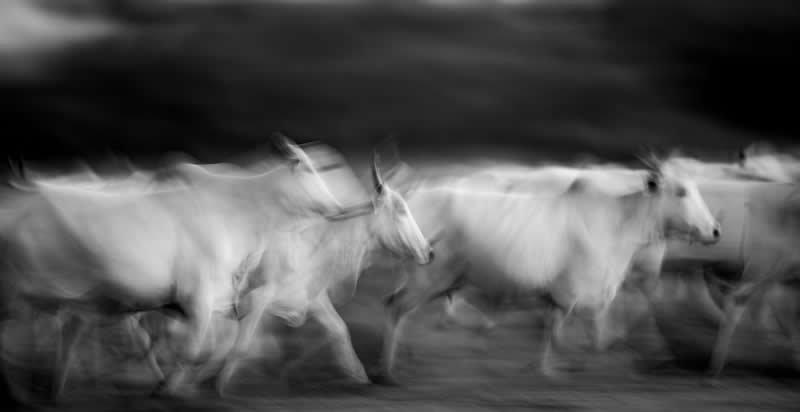Abstract - Silver: Headin' Home by Bayliss Ward - Black and White Photography of Nature One Exposure Awards