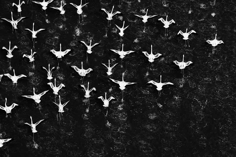 Aerial - Gold: Flight Lines by Holly Kirkland - Black and White Photography of Nature One Exposure Awards