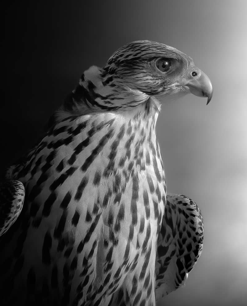 Animals - Bronze: Majesty in Focus by Saleh Alshamali - Black and White Photography of Nature One Exposure Awards