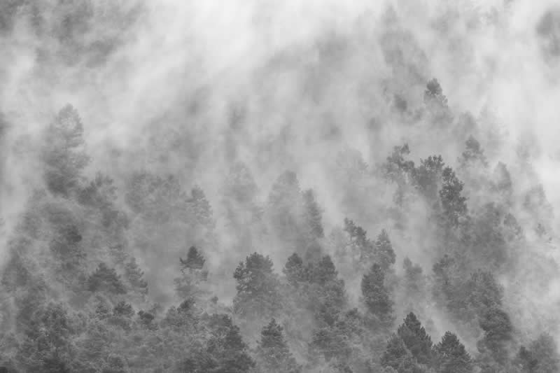 Earth&rsquo;s Textures - Gold: Whispers of the Forest by Alex Aldaco - Black and White Photography of Nature One Exposure Awards