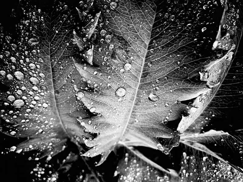 Earth&rsquo;s Textures - Silver: Drink it In by Christina Ford - Black and White Photography of Nature One Exposure Awards