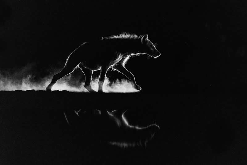 Light & Shadow - Gold: Ghost of the Savannah by Caesar Sengupta - Black and White Photography of Nature One Exposure Awards