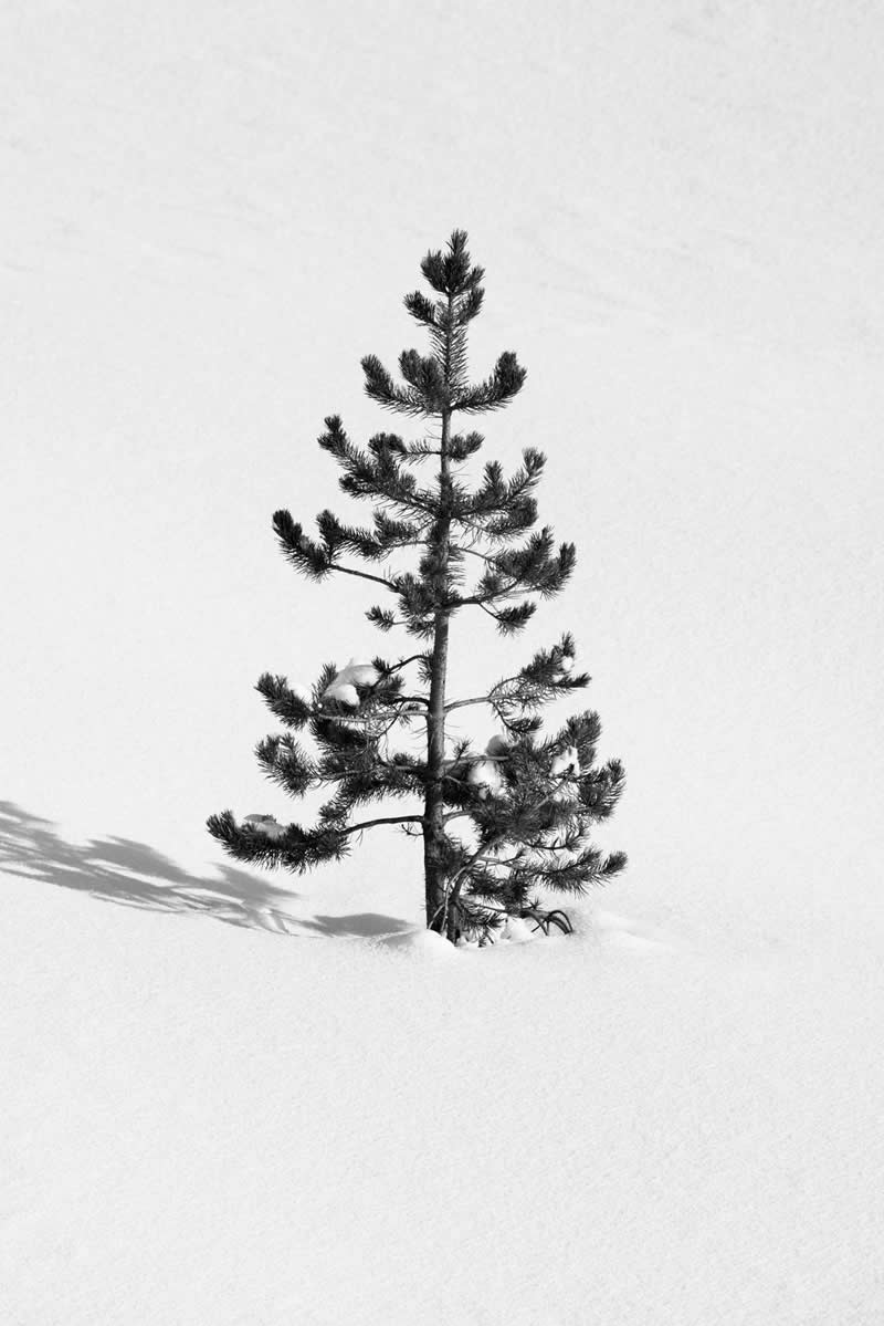 Minimalism - Gold: A Lone Lodgepole by Evan Watts - Black and White Photography of Nature One Exposure Awards