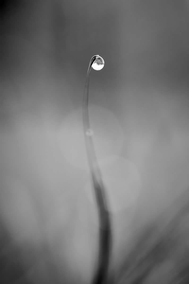 Minimalism - Silver: Dew by Alan Lemire - Black and White Photography of Nature One Exposure Awards