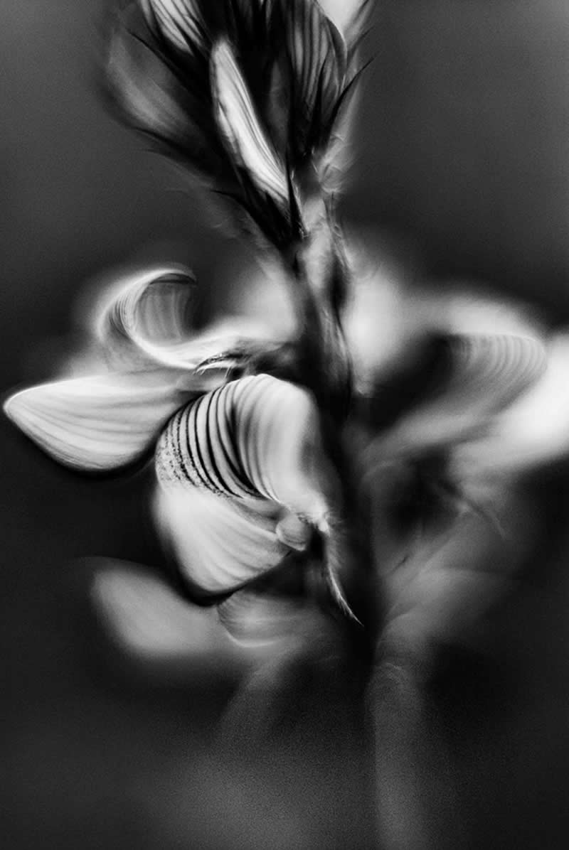 Other - Gold: Flower Portraits by St&eacute;phane Garnavault - Black and White Photography of Nature One Exposure Awards