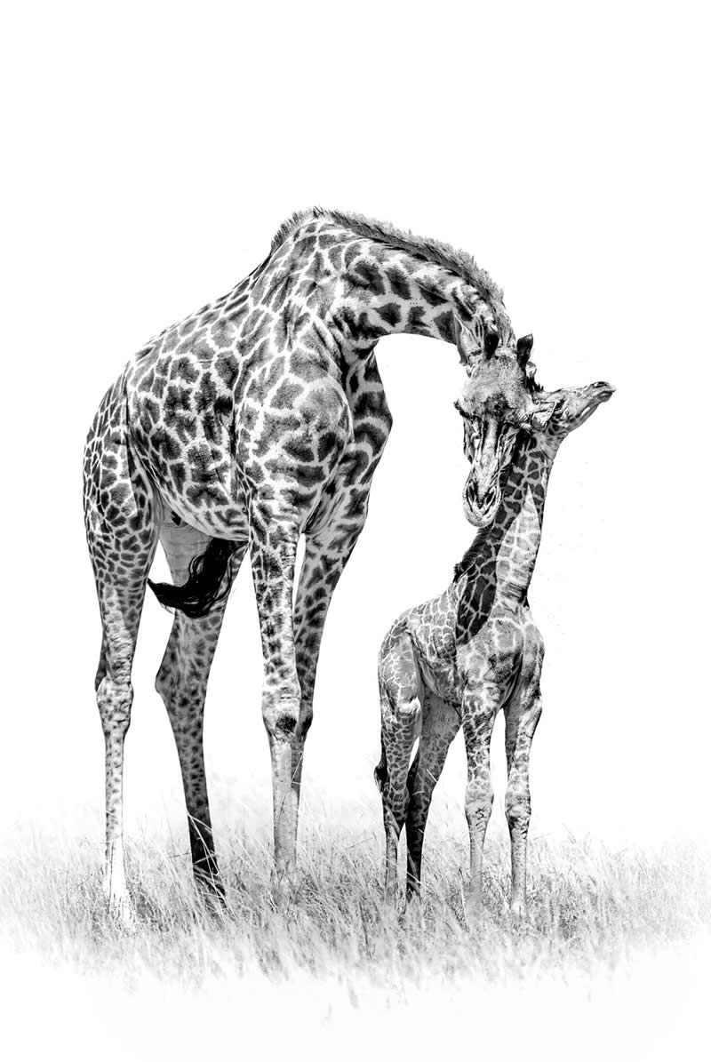 Other - Bronze: First Lessons by Holly Kirkland - Black and White Photography of Nature One Exposure Awards