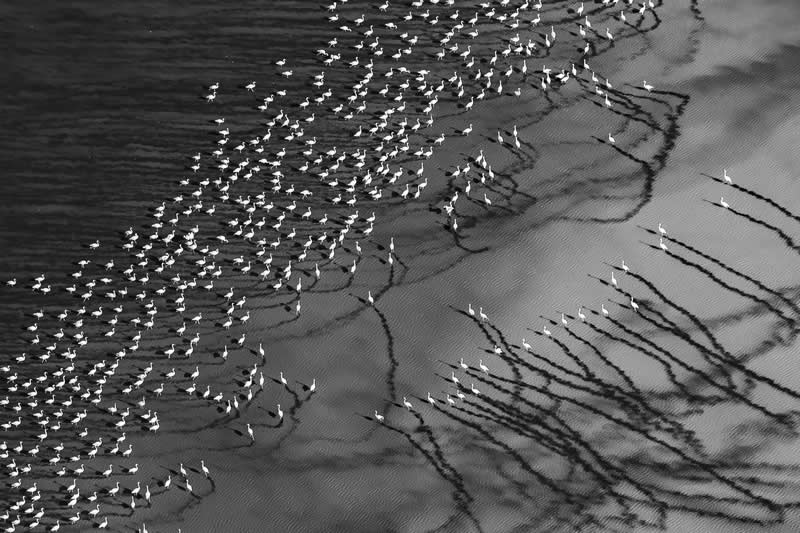 Pattern & Form - Bronze: Calligraphy by Holly Kirkland - Black and White Photography of Nature One Exposure Awards