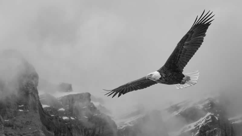 Wild Portraits - Bronze: Born to Soar by Jason Marino - Black and White Photography of Nature One Exposure Awards