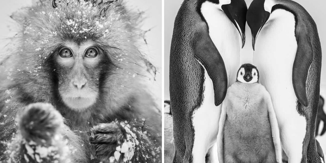 Black and White Photography of Nature One Exposure Awards