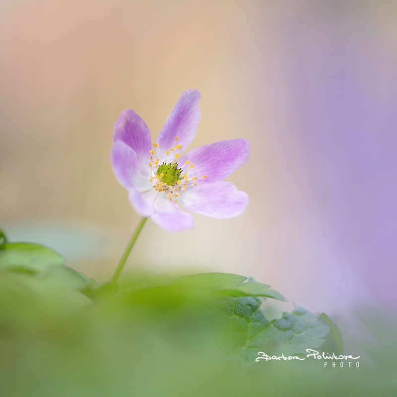 Flower Photography by Barbora Polivkova