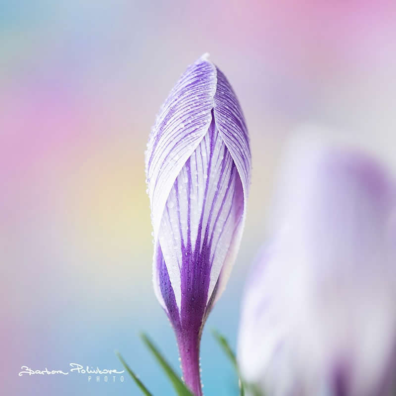 Flower Photography by Barbora Polivkova