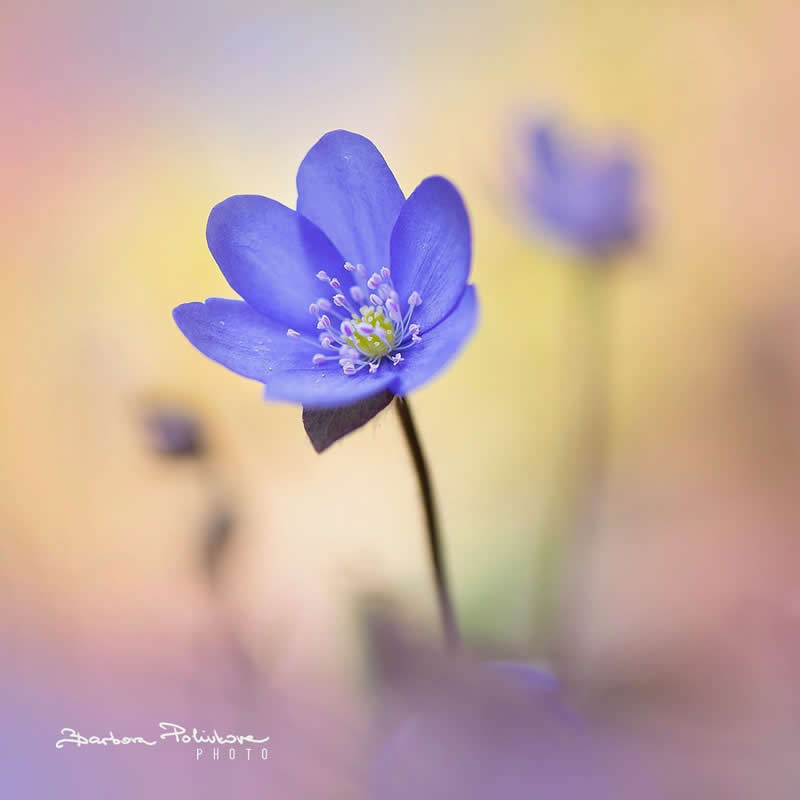Flower Photography by Barbora Polivkova